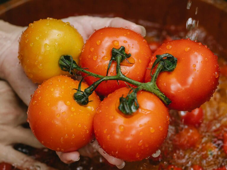 Tomate en mano 2
