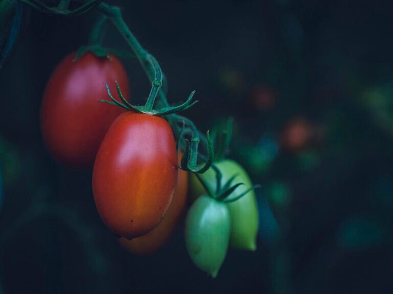 Tomate roma