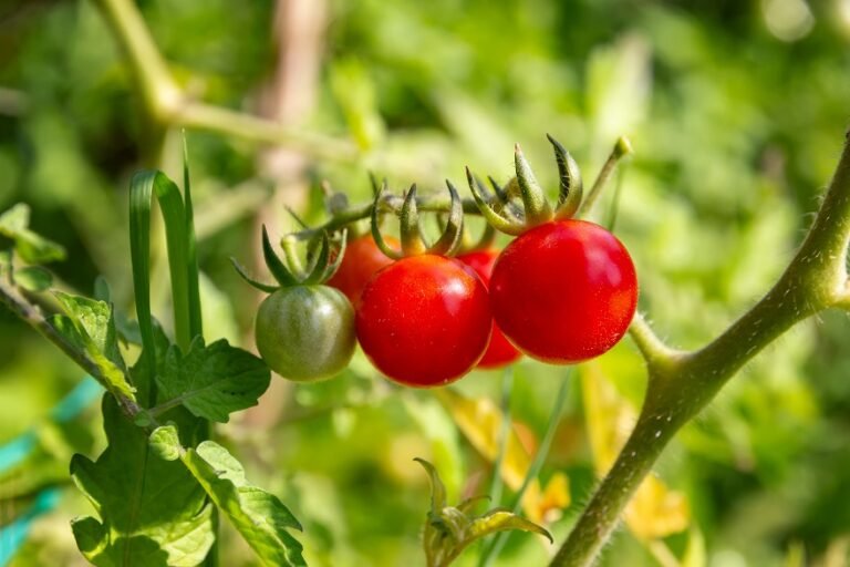 Tomate cherry